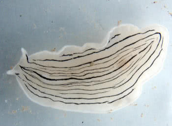 Candy Stripe Flatworm (Prostheceraeus vittatus) 
